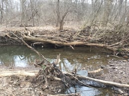 An eroded stream bank